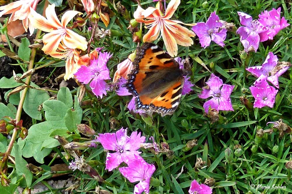 2023-04-15-GB-2012-385-Blumen mit Schmetterling