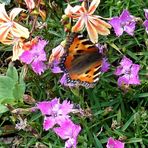 2023-04-15-GB-2012-385-Blumen mit Schmetterling