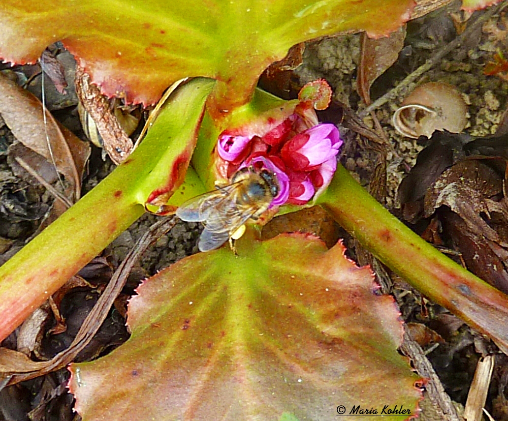 2023-04-22--Blüte mit Biene (Archivbild)