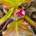 2023-04-22--Blüte mit Biene (Archivbild)