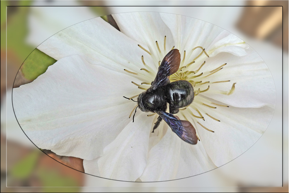 2023-04-29- Weißer Clematis mit Besucher