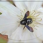 2023-04-29- Weißer Clematis mit Besucher