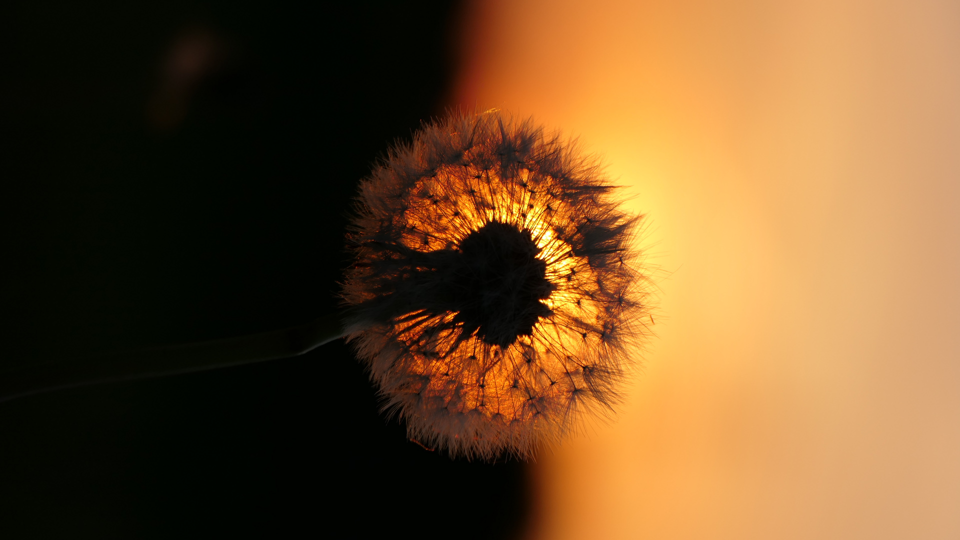 2023-05-03; Pusteblume im Sonnenuntergang