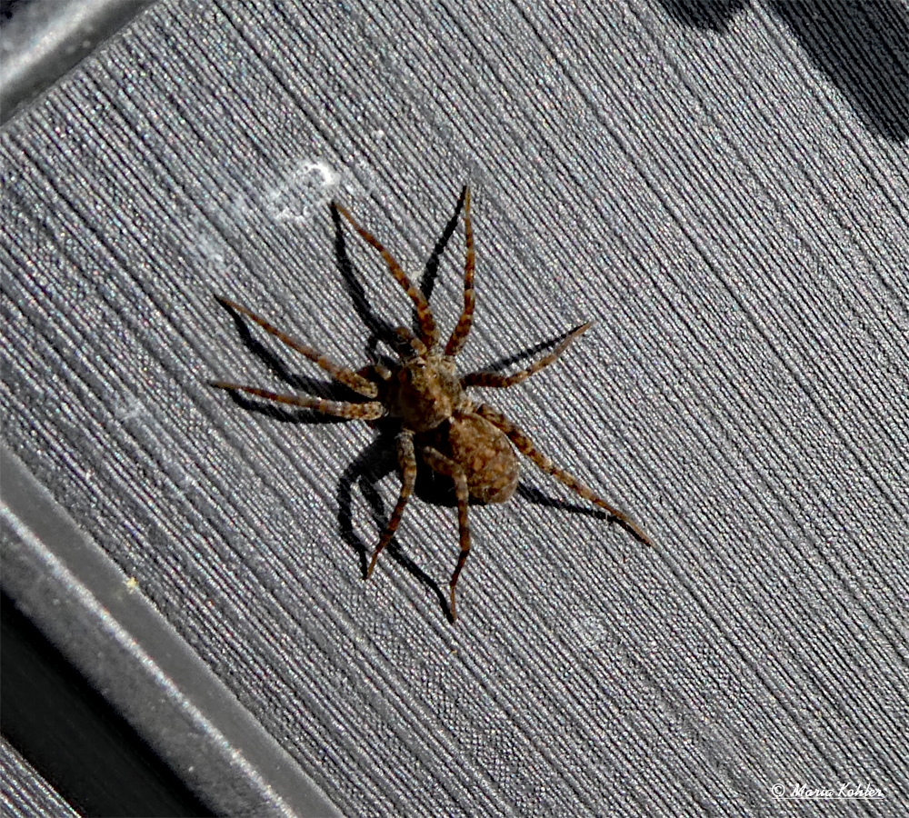 2023-05-08-Spinne am Morgen....