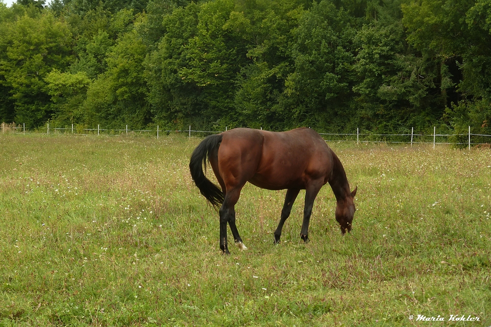 2023-05-26- Spaziergang (Archivbild von 2012) 