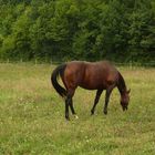 2023-05-26- Spaziergang (Archivbild von 2012) 