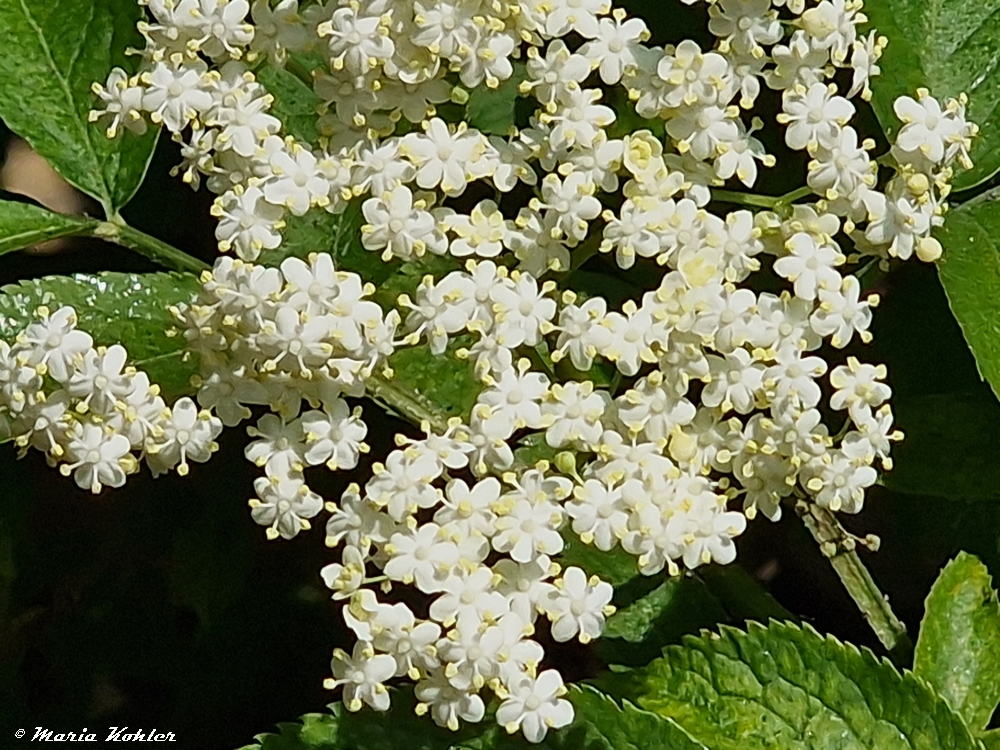 2023-06-07-Holunderblüten........