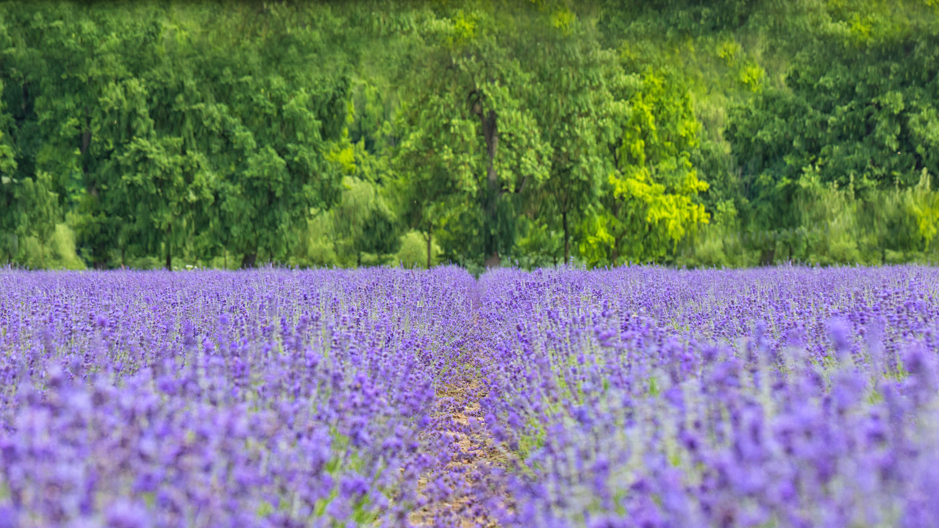 2023-06-28 Landesgarten Lavendel