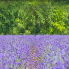 2023-06-28 Landesgarten Lavendel