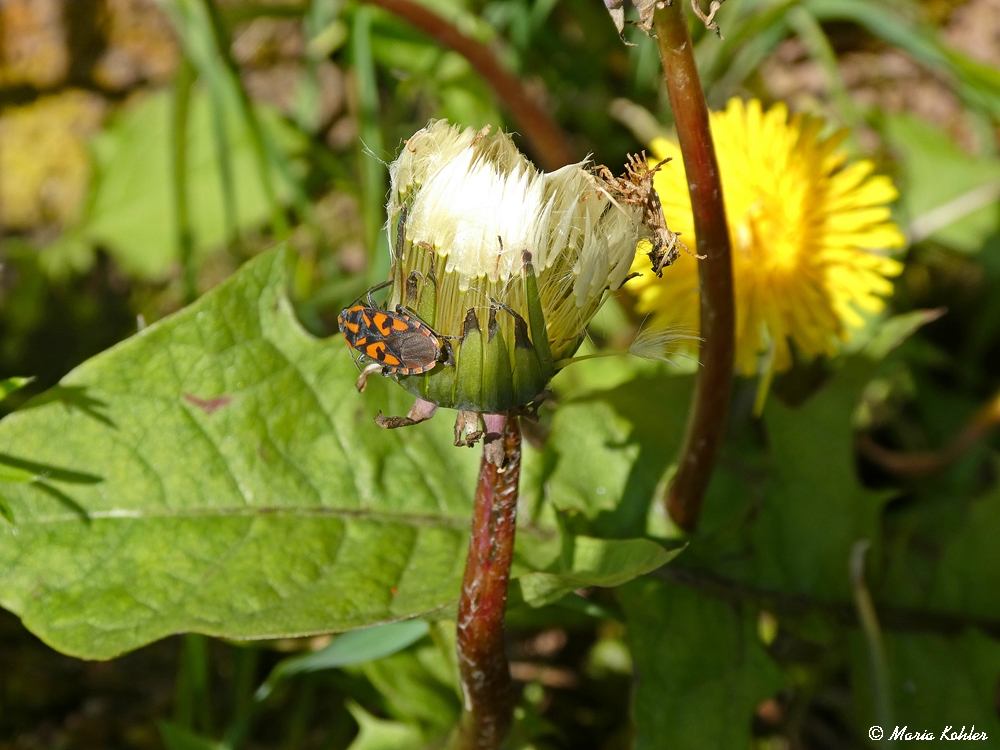 2023-07-01-Ritterwanze ?