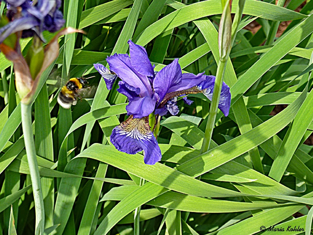 2023-07-08- Iris mit Besucher