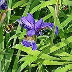 2023-07-08- Iris mit Besucher