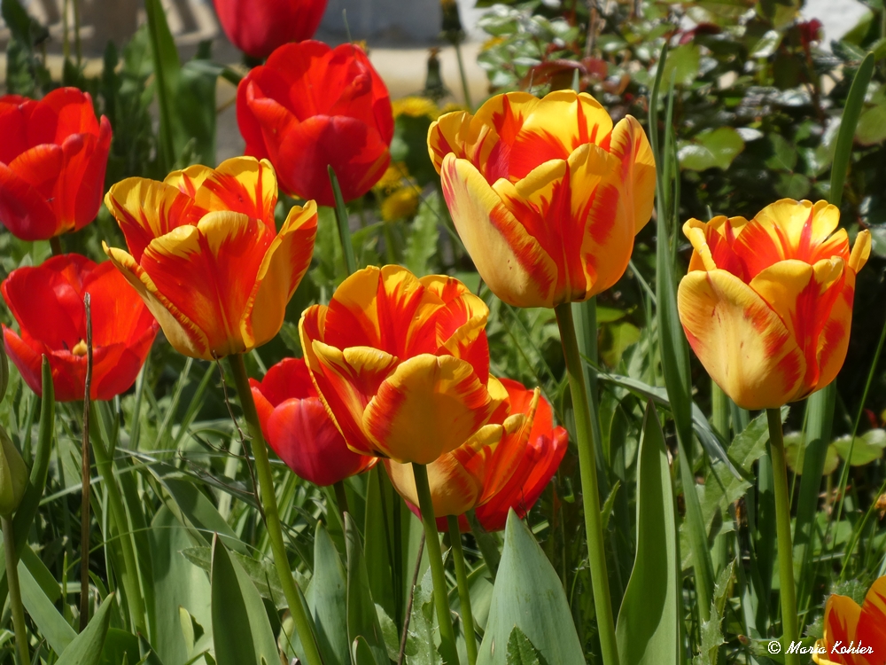 2023-07-19-Erinnerung an den Frühling