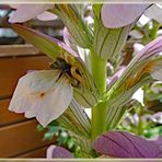 2023-07-29-Bärenklau mit Besucher