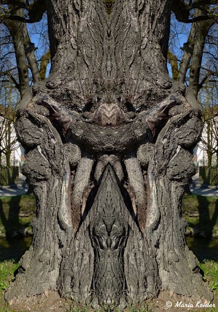 2023-08-08-Gespiegelter Baum