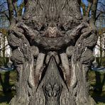 2023-08-08-Gespiegelter Baum