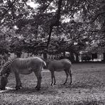 2023-08-11-Wilhelma Stuttgart 