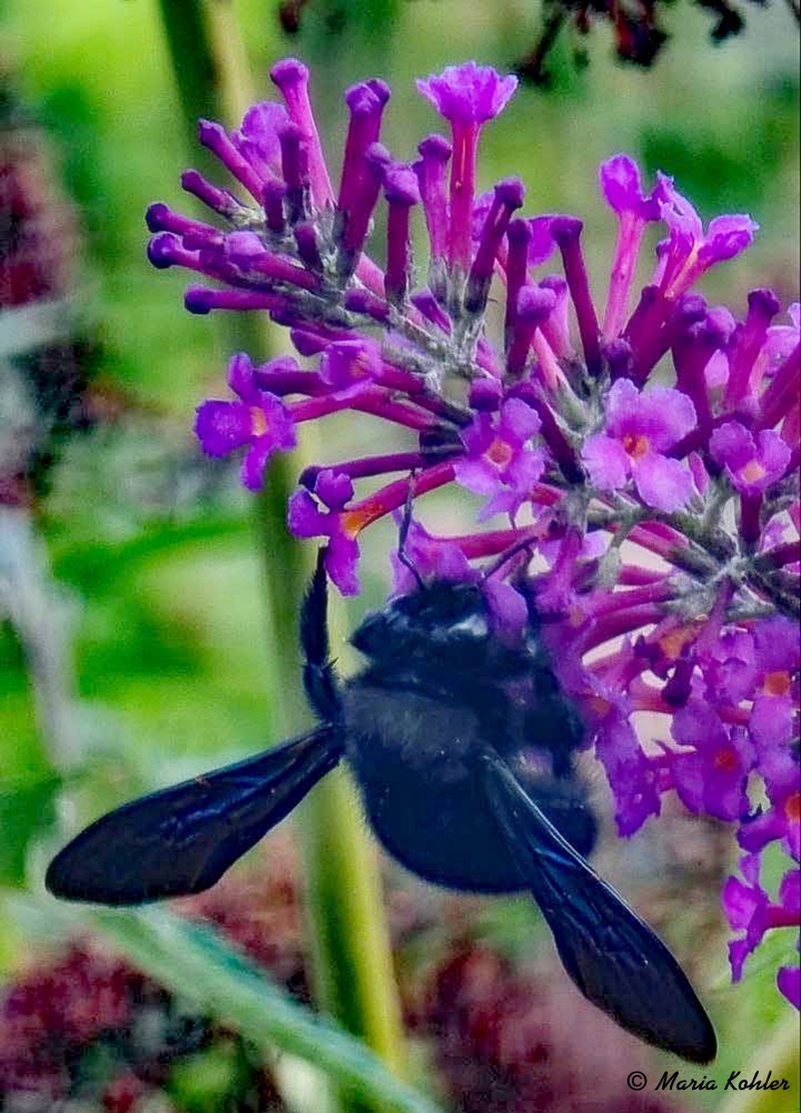 2023-08-19-Schmetterlingsflieder mit ....... 