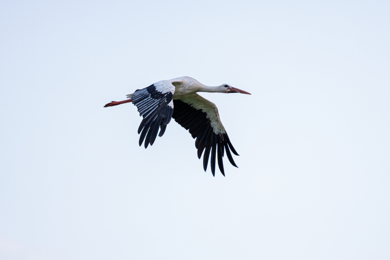 2023-08-19 - Storch