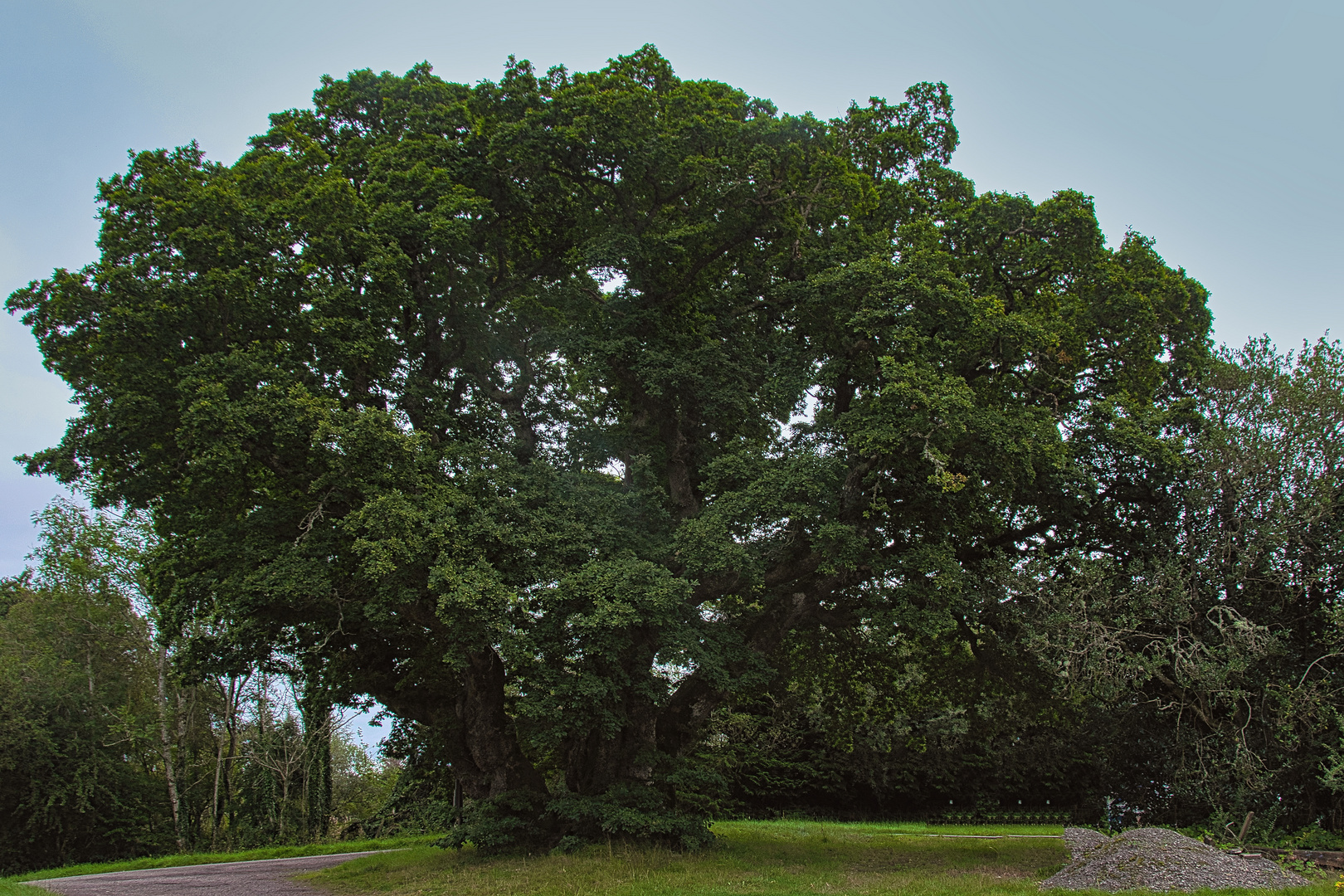 2023 08 27 Eiche am Loch Lommond Foto & Bild landschaft, bach, fluss