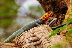 2023-09-07-13-39-58 - Tsavo East 091