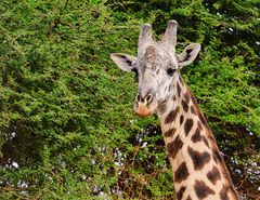 2023-09-08-08-16-31 - Tsavo West 142
