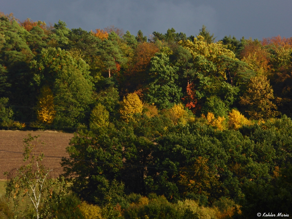 2023-10-11-Herbstwald