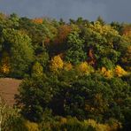 2023-10-11-Herbstwald