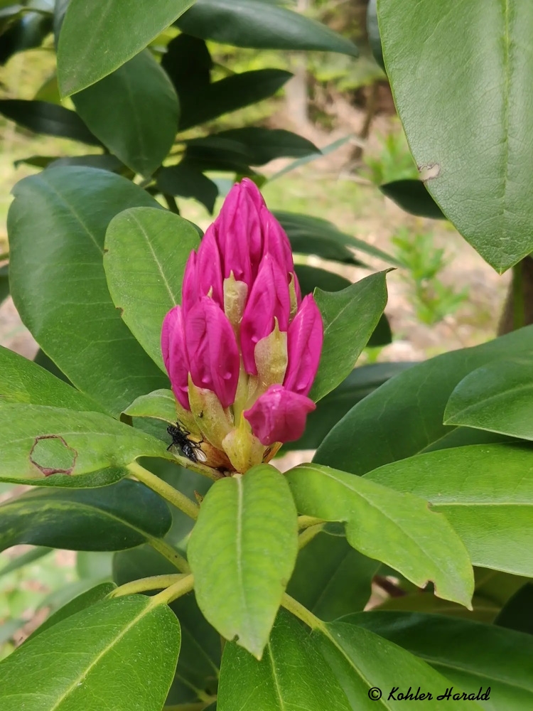 2023-10-14-Rhododendron mit Besucher-