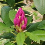 2023-10-14-Rhododendron mit Besucher-