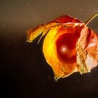 2023-11-15-Physalis 2