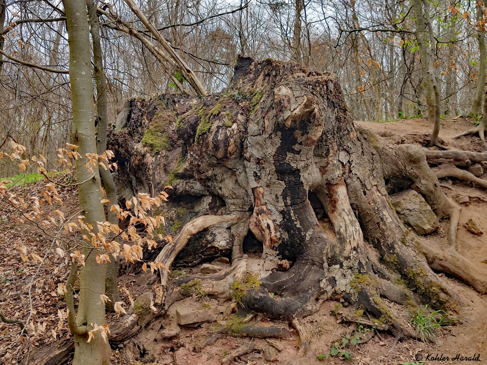 2023-11-17-Original-Margarethenschlucht, Neckargerach