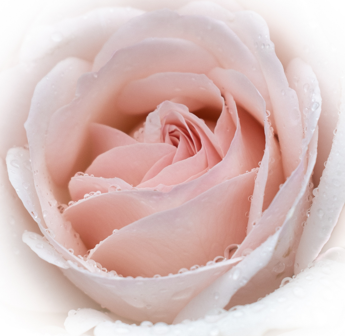 2023 8 8 rosaweisse rose 7e3a5518