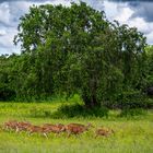 2023 Axishirsche im Yala-Nationalpark auf Sri Lanka