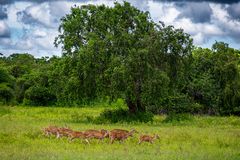 2023 Axishirsche im Yala-Nationalpark auf Sri Lanka