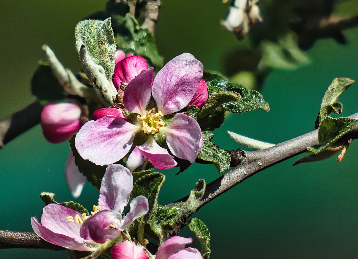 2023 erste Apfelblüte