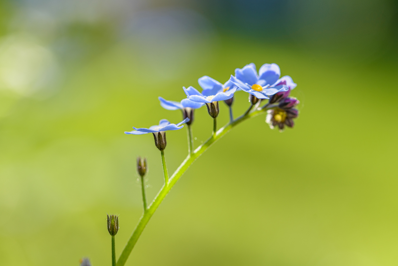 2023 Im Garten