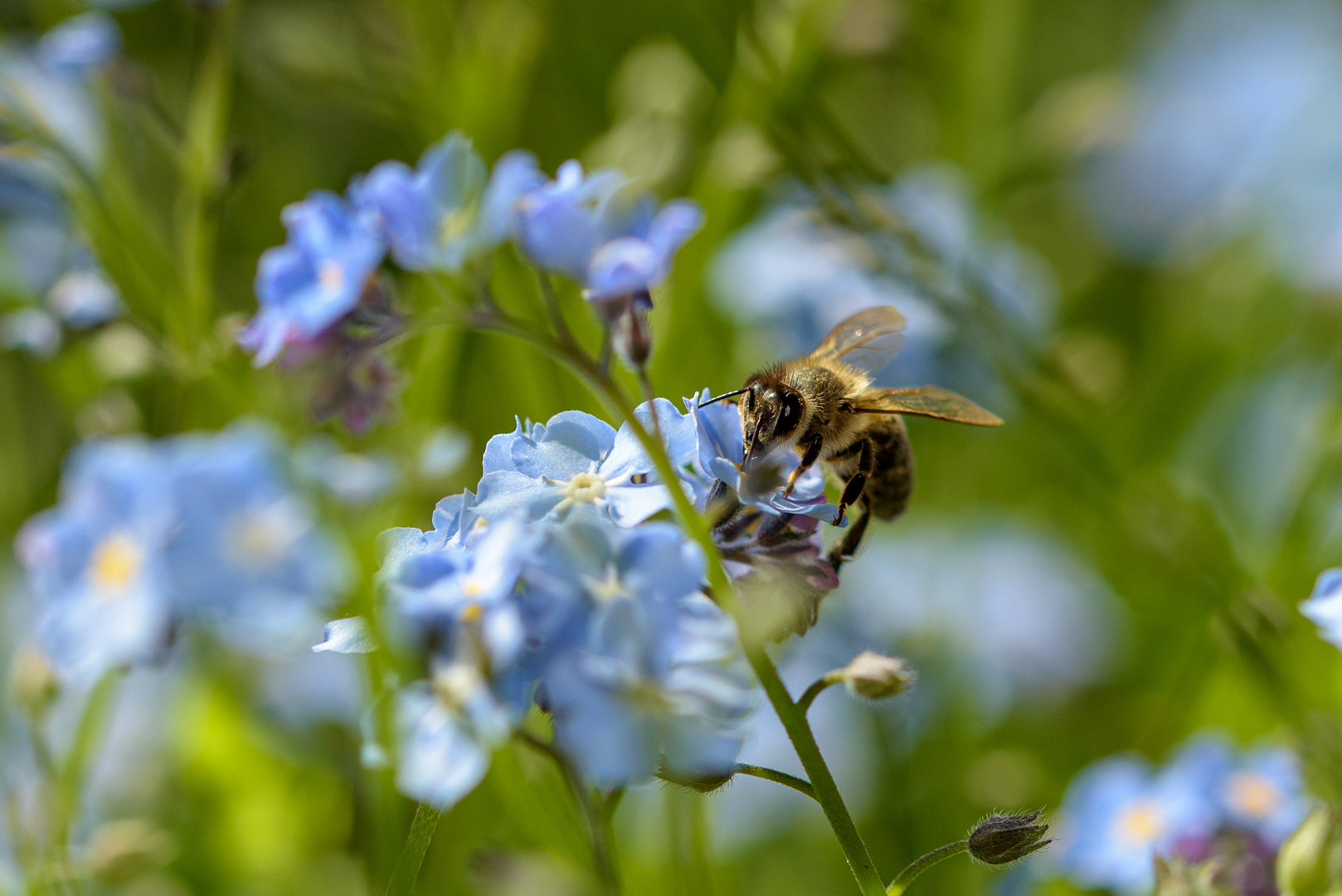 2023 Im Garten