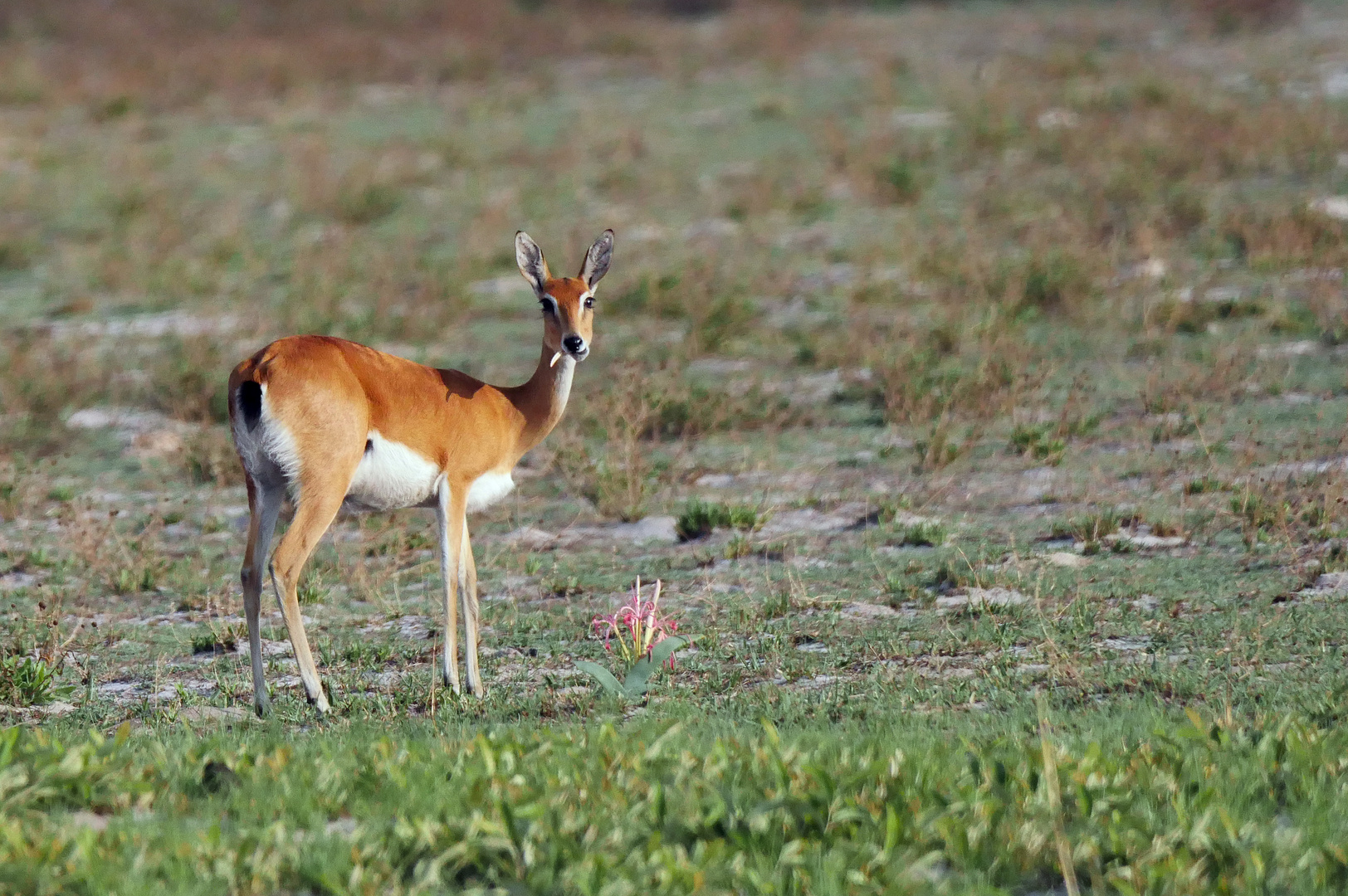 2023 Liuwa Plains NP