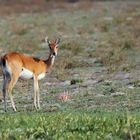 2023 Liuwa Plains NP