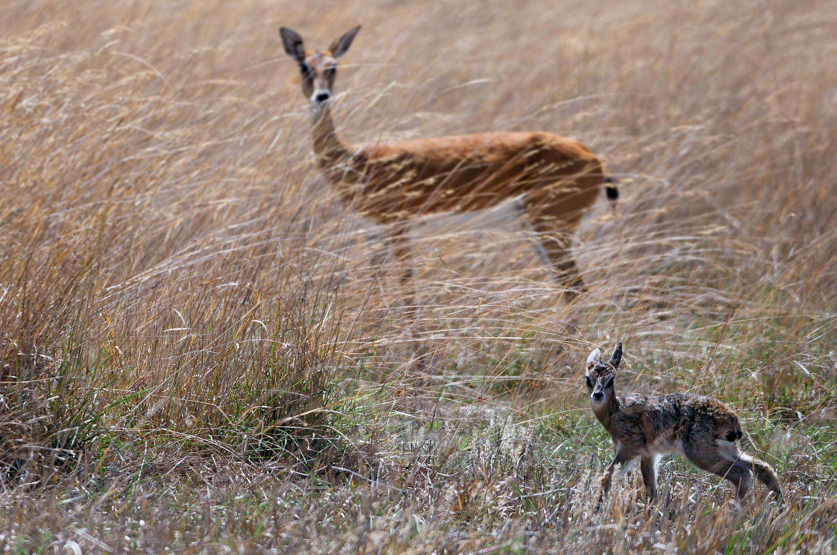 2023 Liuwa Plains NP