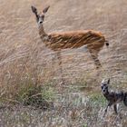 2023 Liuwa Plains NP