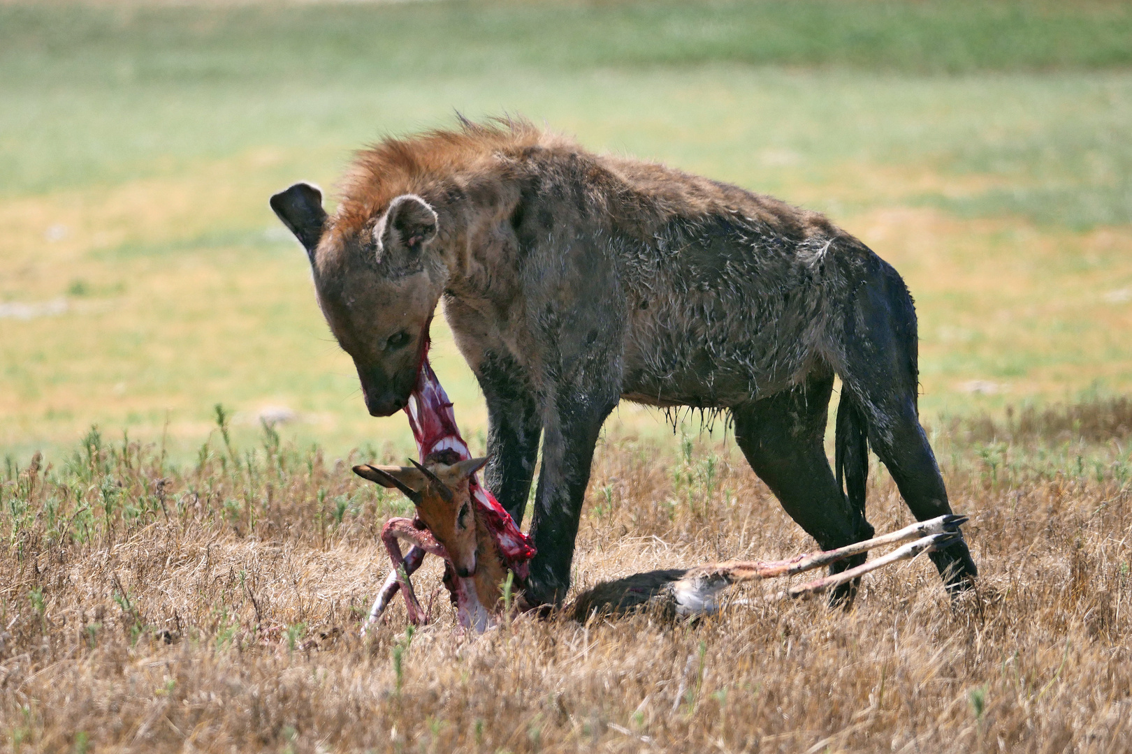 2023 Liuwa Plains NP