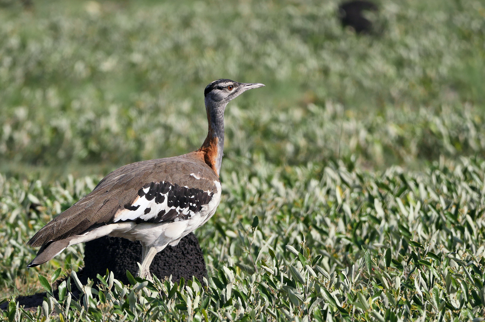 2023 Liuwa Plains NP