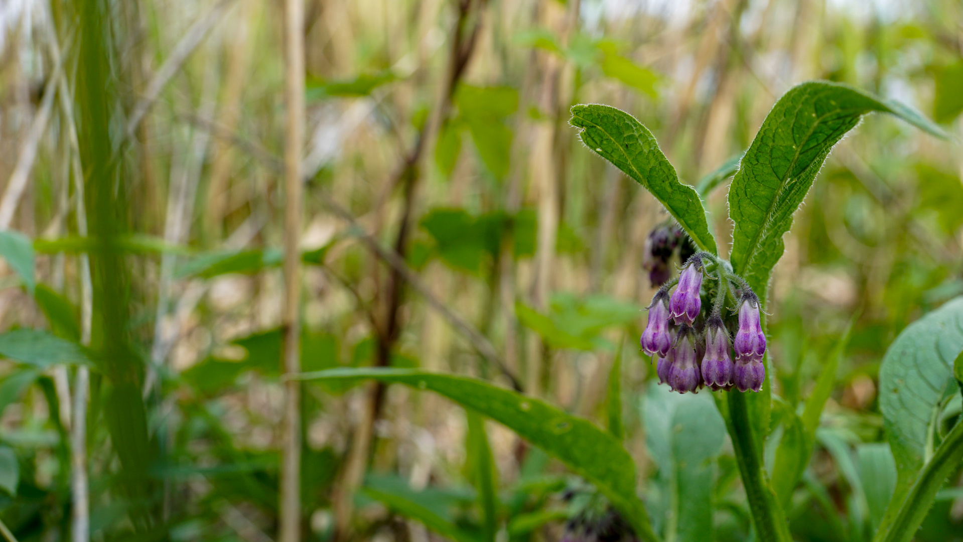 2023 Natur pur am Baggersee 