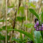 2023 Natur pur am Baggersee 