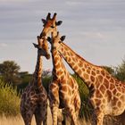 2023 Waterberg Plateau NP