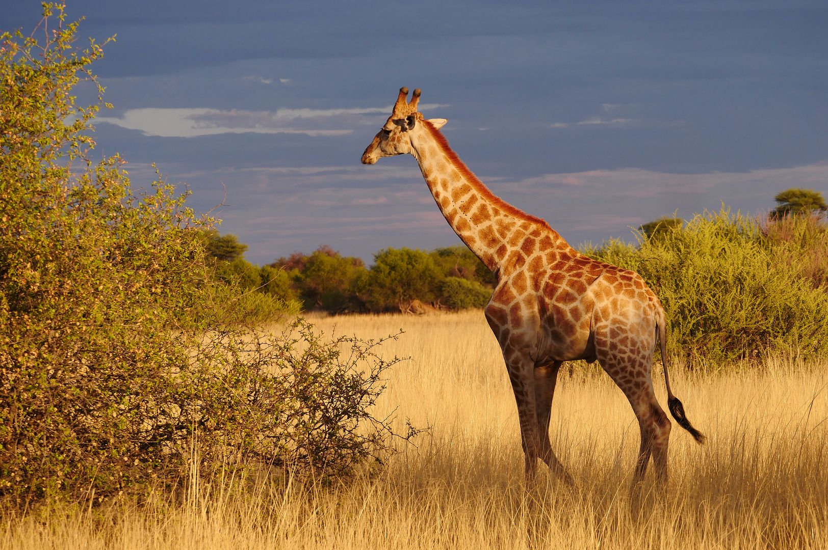 2023 Waterberg Plateau NP