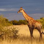 2023 Waterberg Plateau NP