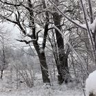 20230119 Donnerstag mit Durchblick bis zum Waldrand